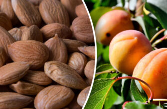 Чи реально виростити абрикос у горщику: поради та рекомендації