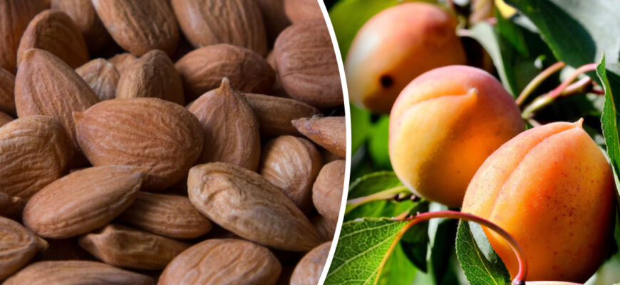 Чи реально виростити абрикос у горщику: поради та рекомендації