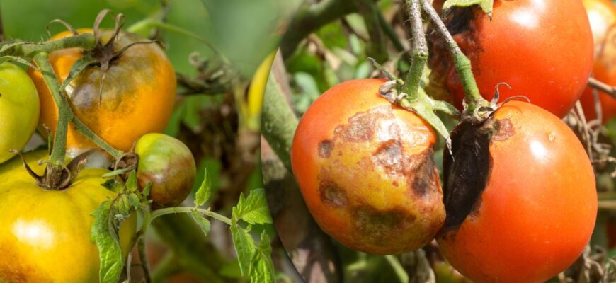 Ефективні методи обробки помідорів від гниття: поради садівникам