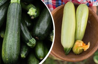 Визначаємо колір кабачка цукіні: від зеленого до жовтого відтінків