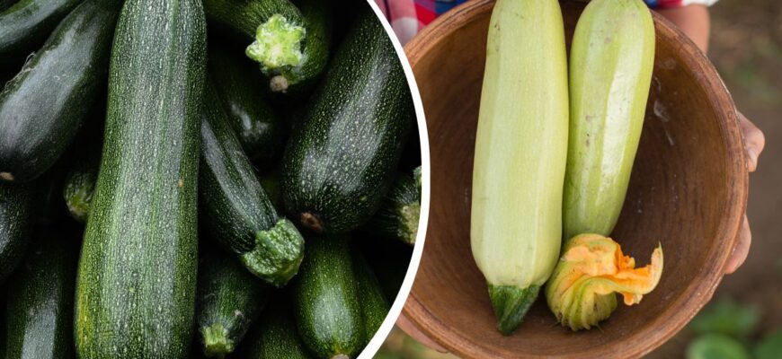 Визначаємо колір кабачка цукіні: від зеленого до жовтого відтінків