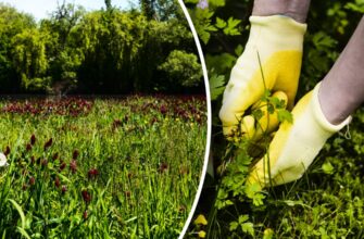 Як укрити грядки: найкращі матеріали для боротьби з бур’янами