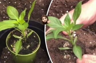 Чому не варто пересаджувати рослини з маленького горщика в великий?