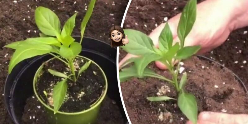 Чому не варто пересаджувати рослини з маленького горщика в великий?