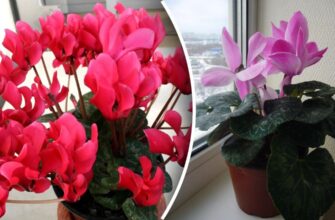 Чи варто обривати листя у цикламена: поради та рекомендації експертів