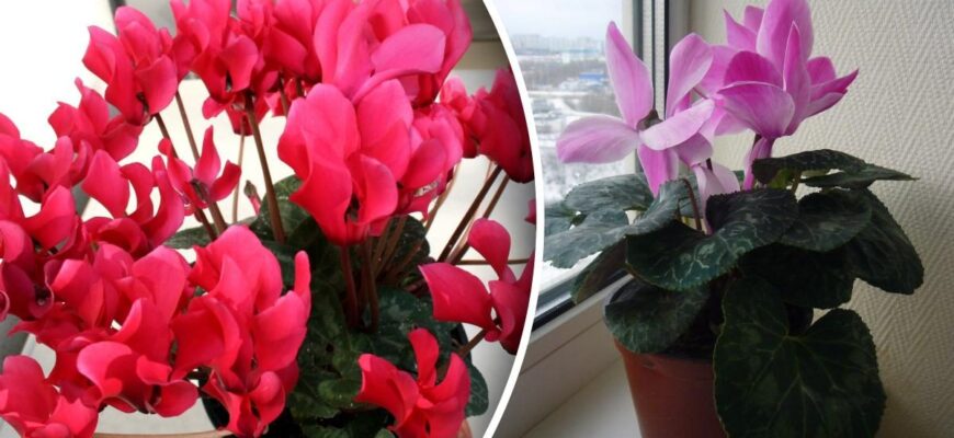Чи варто обривати листя у цикламена: поради та рекомендації експертів