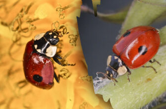 Чи справді сонечка приносять удачу: дослідження та народні вірування