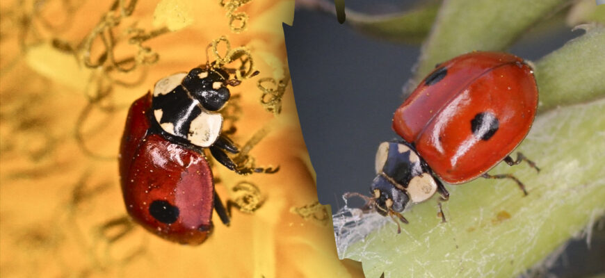 Чи справді сонечка приносять удачу: дослідження та народні вірування