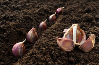 Оптимальна температура для озимого часнику навесні: що потрібно знати