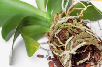 Чи можна відновити орхідею з одним лише корінням: ефективні поради