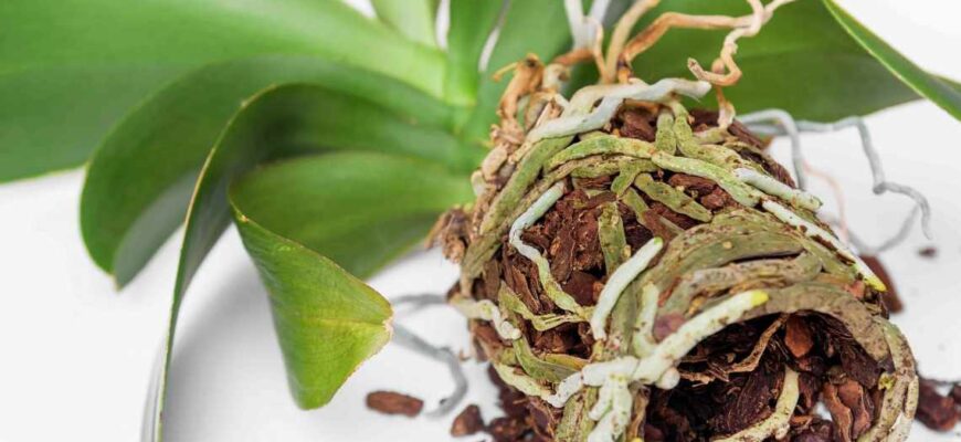 Чи можна відновити орхідею з одним лише корінням: ефективні поради