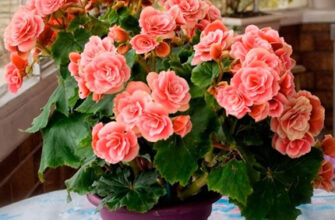 Як успішно зберегти бегонію взимку для красивого цвітіння влітку