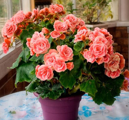 Як успішно зберегти бегонію взимку для красивого цвітіння влітку