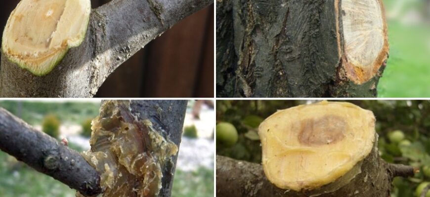 Коли і як правильно використовувати садовий вар для дерев та кущів