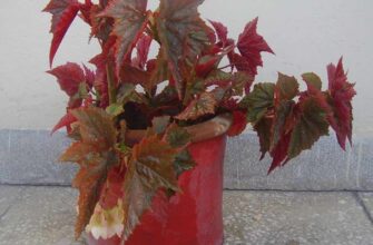 Причини появи білого листя у бегонії: як відновити рослину