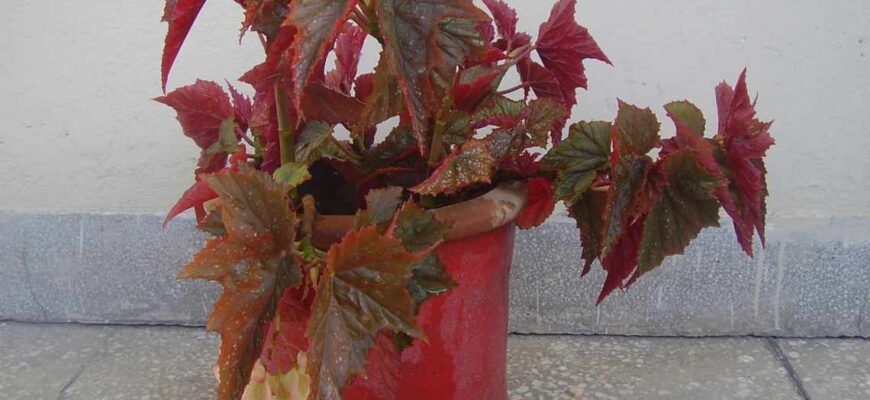 Причини появи білого листя у бегонії: як відновити рослину