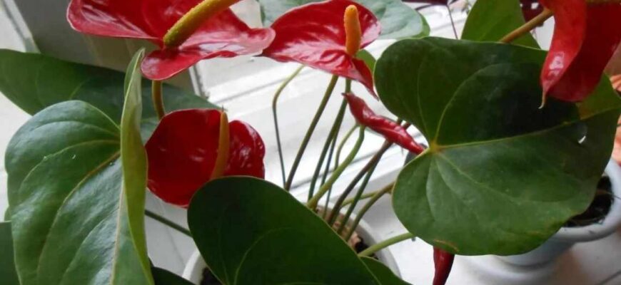 Як правильно назвати квітку, яка ще не розквітла: цікаві факти