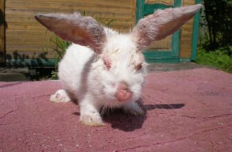 Міксоматоз кролів: Чи безпечно вживати в їжу м’ясо хворих тварин?