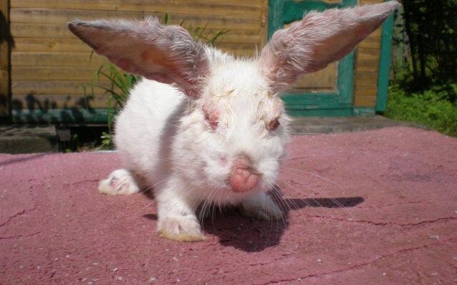 Міксоматоз кролів: Чи безпечно вживати в їжу м’ясо хворих тварин?