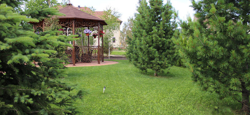 На якій відстані висаджувати сосни на ділянці для оптимального росту