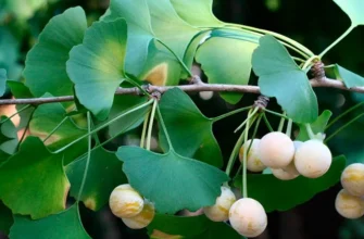 Чи безпечно стригти гінкго білоба: поради та рекомендації експертів