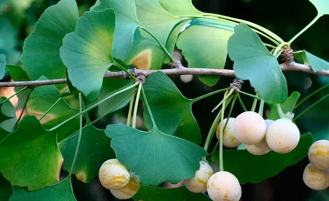 Чи безпечно стригти гінкго білоба: поради та рекомендації експертів