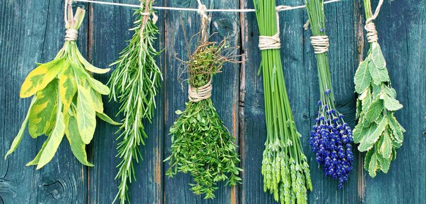 Оптимальні способи зберігання сухих трав: поради та рекомендації