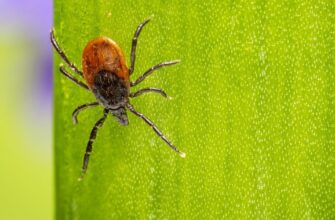 Яка олія ефективно відлякує кліщів: найкращі рішення