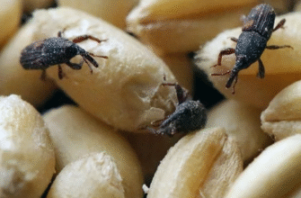 Ефективні засоби для знищення жуків у домашніх умовах: поради та рекомендації