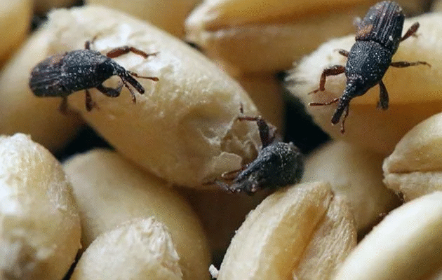 Що робити, якщо випадково проковтнув жука: покрокова інструкція