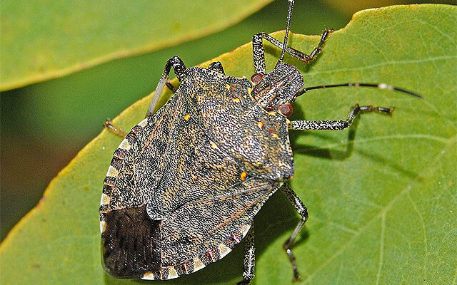 Що відбувається, коли вас кусає Мармуровий клоп: наслідки та поради