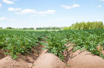 Розрахунок врожайності: скільки картоплі можна зібрати з 1 сотки?