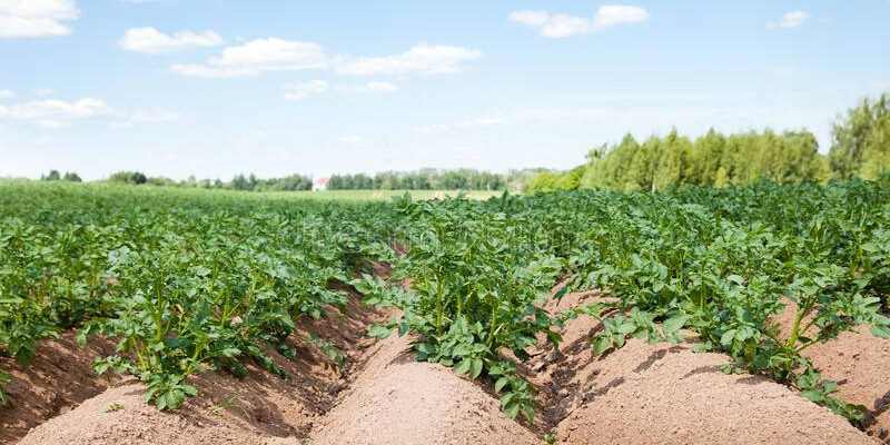 Розрахунок врожайності: скільки картоплі можна зібрати з 1 сотки?