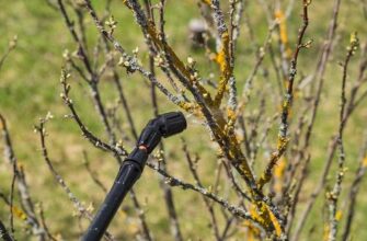 Чи дійсно потрібно обробляти кущі восени: практичні поради та рекомендації