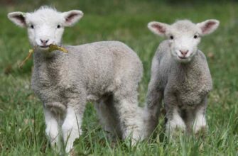 Чиї діти ягнята: Розкриття таємниць походження домашніх тварин