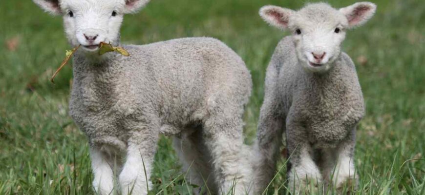 Чиї діти ягнята: Розкриття таємниць походження домашніх тварин