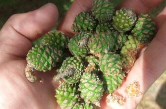 Коли і як правильно збирати молоді соснові шишки для користі