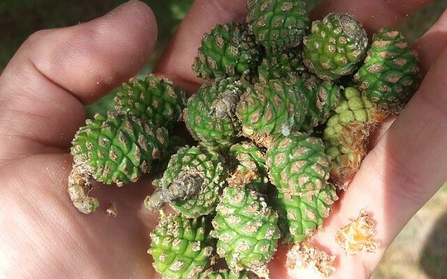 Коли і як правильно збирати молоді соснові шишки для користі