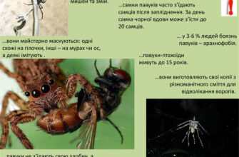 Місця проживання павукоподібних: середовища існування та адаптації