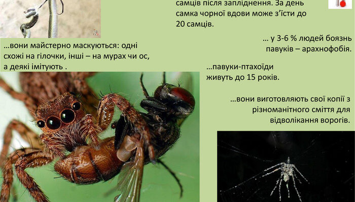 Місця проживання павукоподібних: середовища існування та адаптації