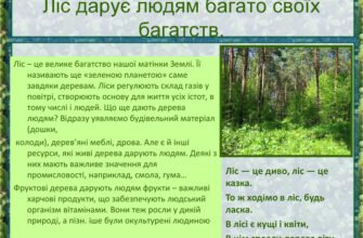 Значення лісу для людини: екологічна, економічна та культурна роль