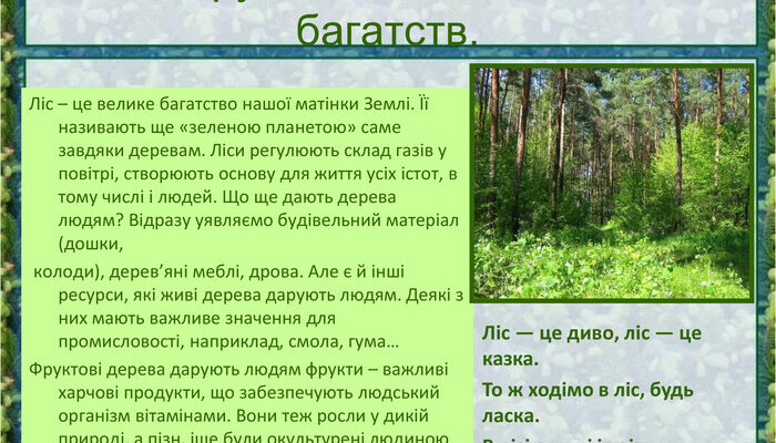 Значення лісу для людини: екологічна, економічна та культурна роль