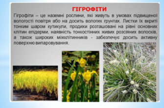 Які рослини належать до гідрофітів: перелік та особливості видів
