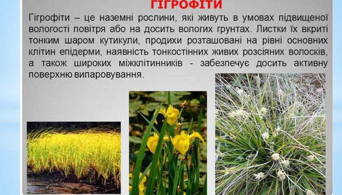 Які рослини належать до гідрофітів: перелік та особливості видів