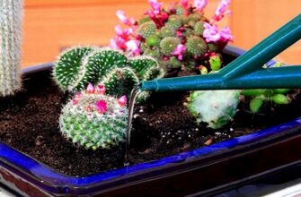 Як правильно поливати кактус для оптимального росту: поради та засоби