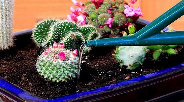 Як правильно поливати кактус для оптимального росту: поради та засоби