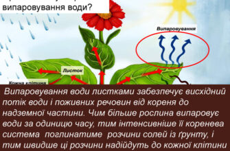Який бік листка випаровує більше води: дослідження та висновки