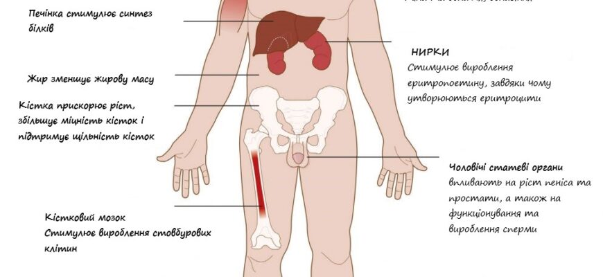 У якому органі у чоловіків відбувається вироблення тестостерону?