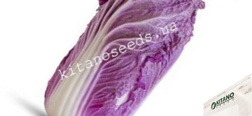 Фіолетова vs звичайна пекінська капуста: Основні відмінності та переваги