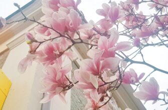 Де в Ялті знайти магнолії: найкращі місця для прогулянок